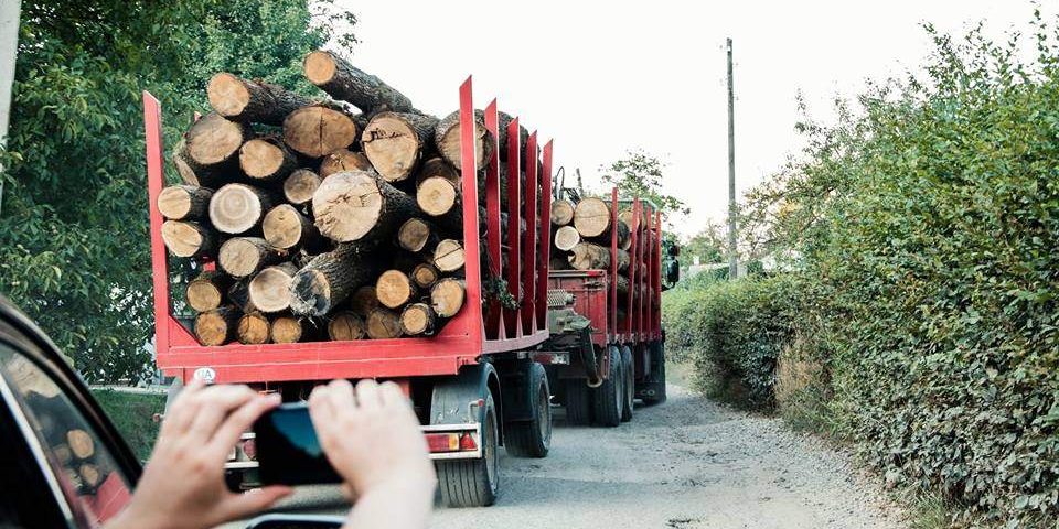 Лісівники Закарпаття просять повідомляти про спроби знищення державних ресурсів