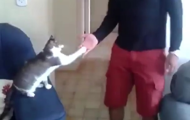 Кота, який майстерно дає "п'ять", зняли на відео