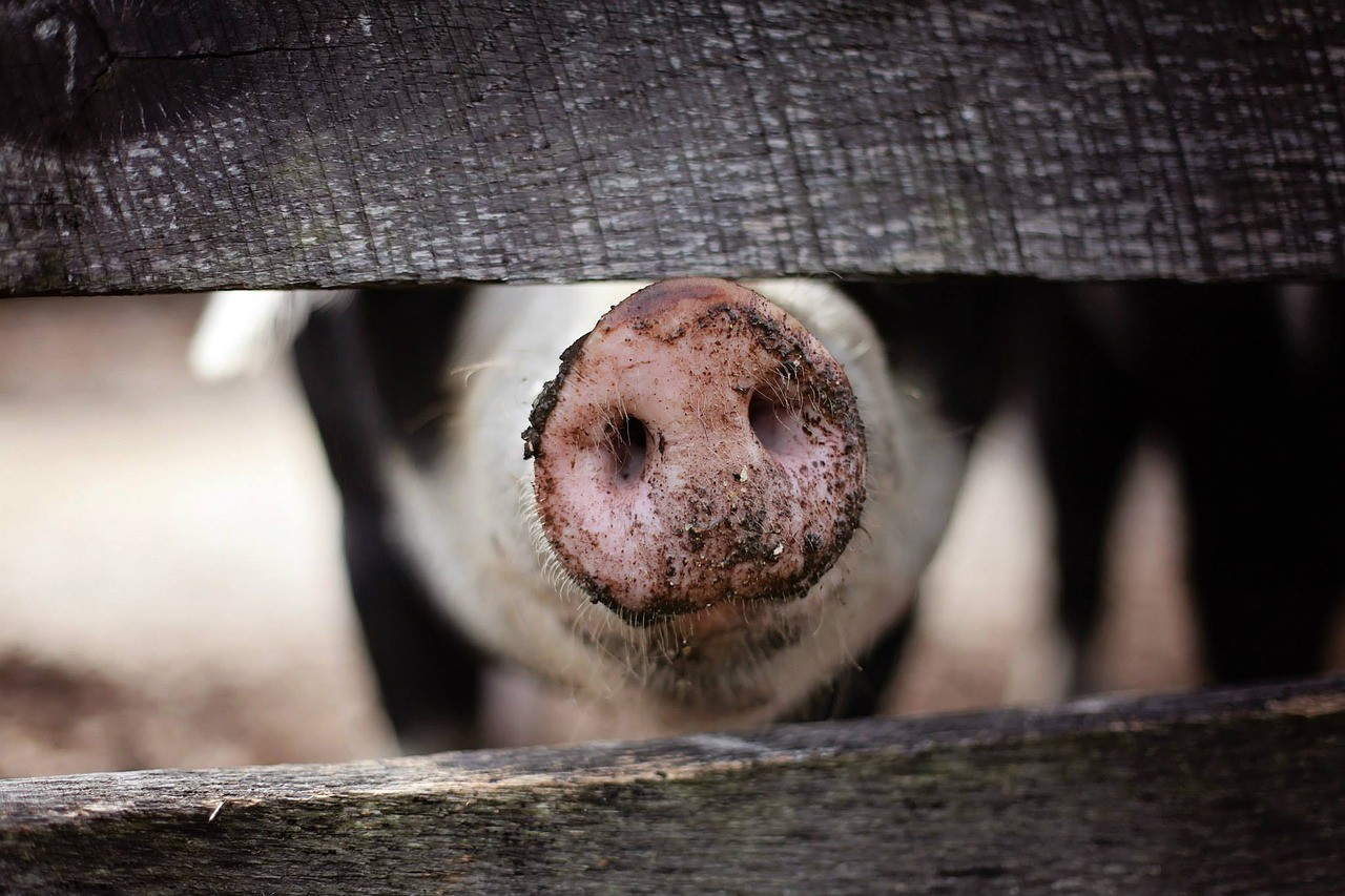 В Україні знову зросла ціна свинини