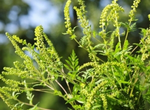 Жах для алергіків: На Закарпатті активно цвіте амброзія