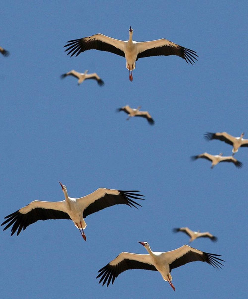Сезонна міграція птахів: куди відлітають лебеді взимку