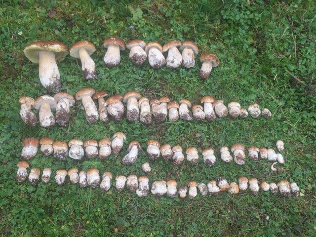 У Смерекових лісах Рахівського району почався сезон білих грибів (ВІДЕО)