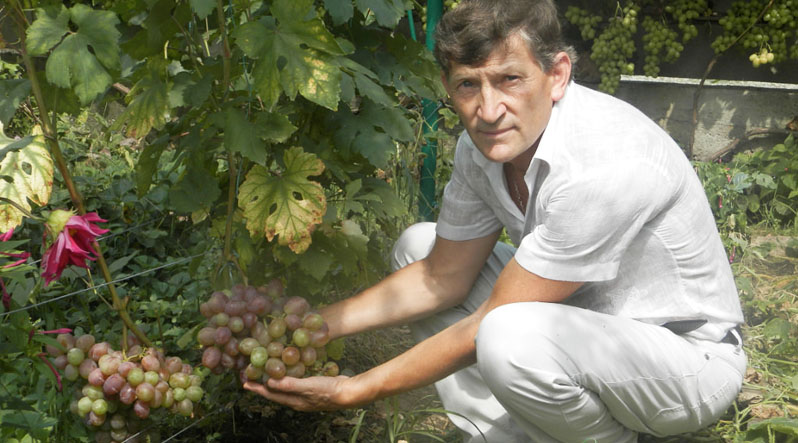 57 сортів елітного винограду росте у господаря із Закарпаття