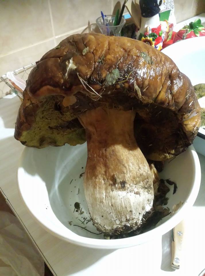 Знайдено найбільший гриб Закарпаття: краяни показали 2-кілограмових велетнів
