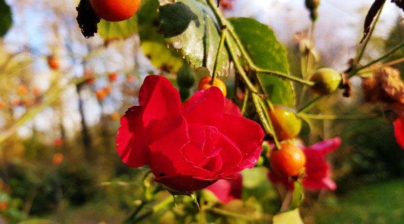 Троянди в Боздоському парку досі радують ужгородців