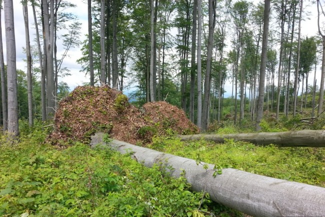 Лісопатологічні обстеження лісових насаджень у ДП «Великоберезнянське ЛГ» проведено