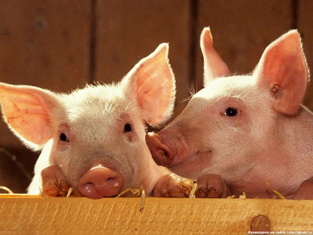 У Мукачеві зняті карантинні обмеження щодо продажу свинини