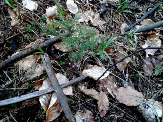 На Свалявщині лісівники висадили нову партію молодих дерев