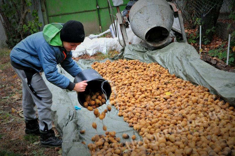 В Ужгороді вже збирають ківі