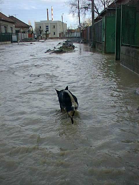В мережі показали Мукачево під час повені 1998-го (фотофакт)