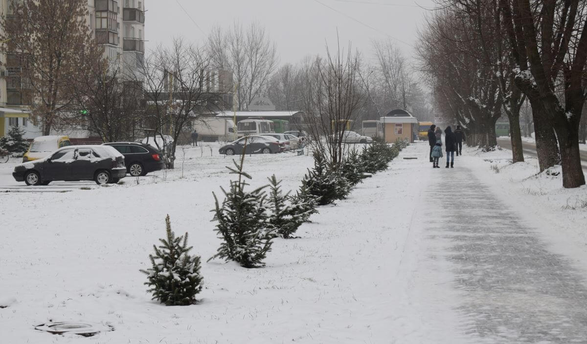 В Ужгороді на Капушанській невідомі вирвали з корінням 3 молоді ялинки