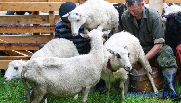 Закарпатські вівчарі залишилися у професії й не стали заробітчанами