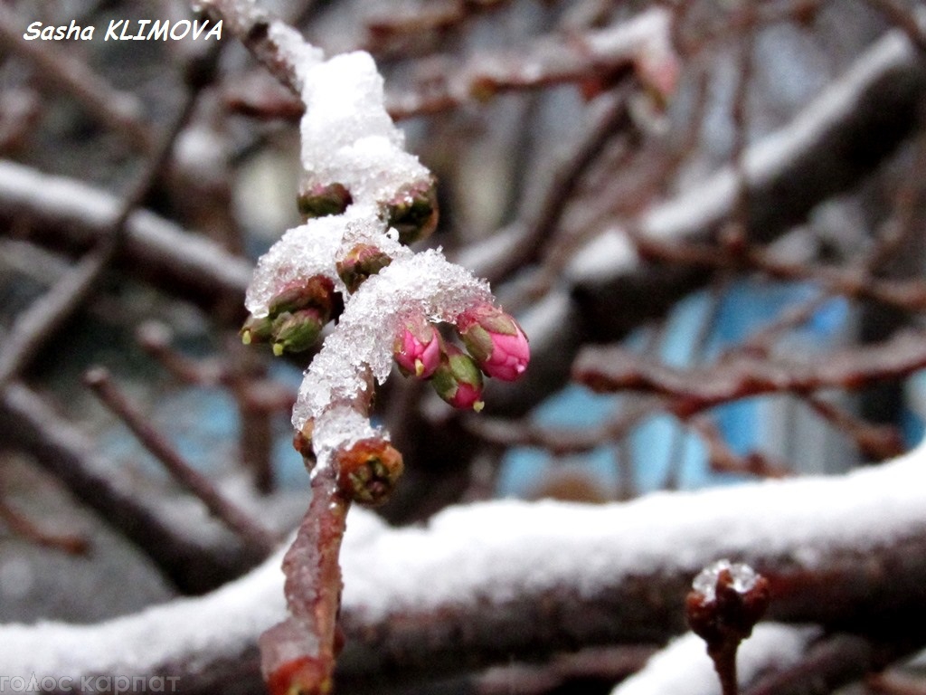 Попри сніг та мороз в Мукачеві квітне сакура (ФОТО)
