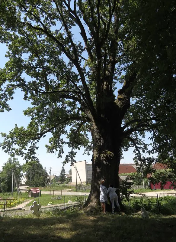 крайниково2