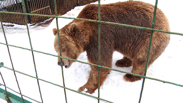 У закарпатському реабілітаційному центрі бурого ведмедя, клишоногі потрохи впадають у сплячку (ВІДЕО)