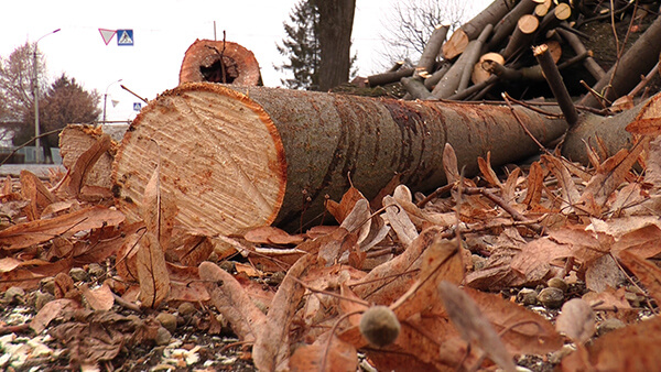 У Мукачеві за наступні півроку збираються вирубати понад 600 дерев (ВІДЕО)