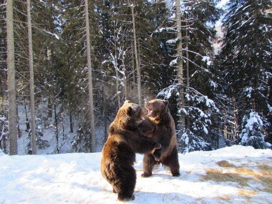 Цієї зими у Синевирі у сплячку впали 6 ведмедів (ФОТО)