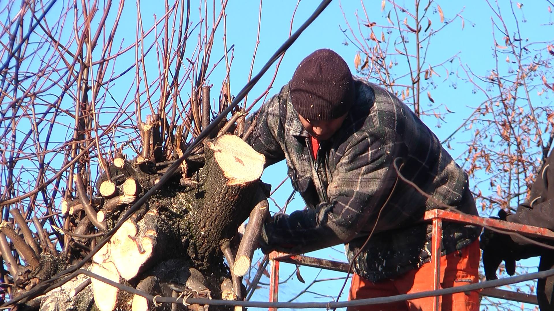 У Мукачеві за півроку збираються вирубати понад 600 дерев