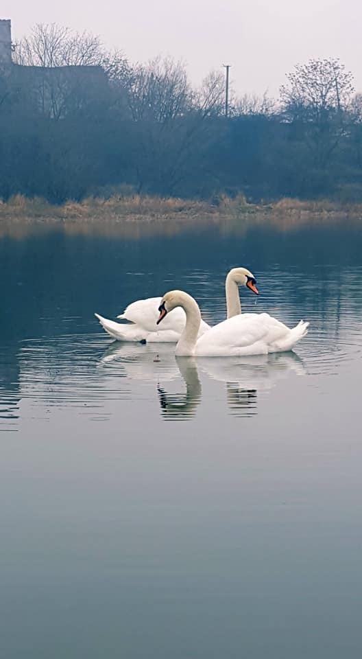 Білі лебеді в Ужгороді (ФОТО)