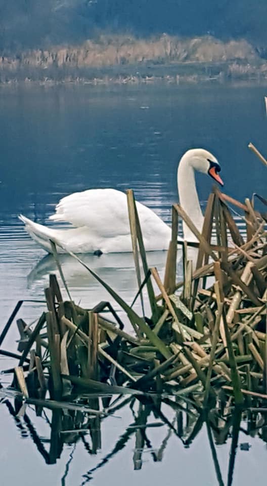 Білі лебеді в Ужгороді (ФОТО)