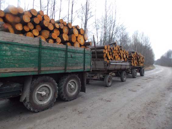 У січні на Закарпатті перевезення лісових вантажів зросло у 5,9 разів