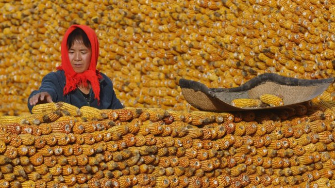 Українська кукурудза витісняє американську з ринку Китаю