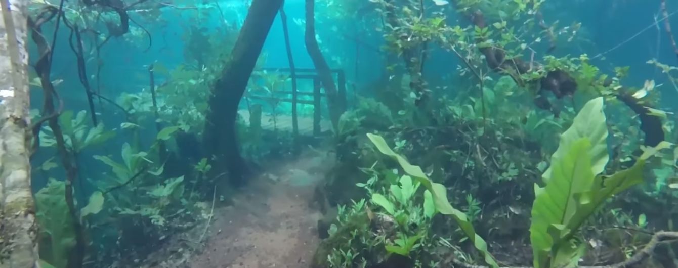 У Бразилії через повінь з'явився підводний ліс
