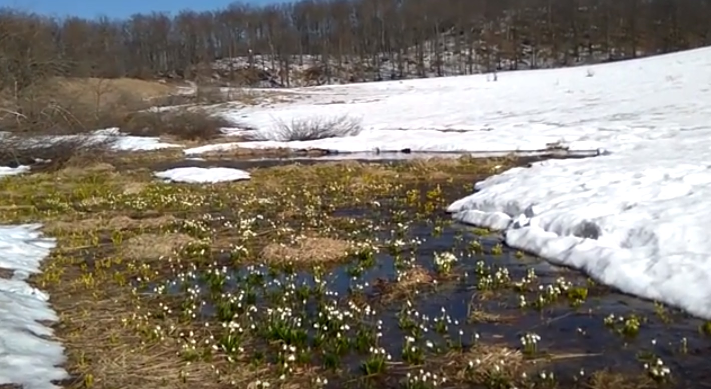 Море пролісків і сніг навколо - на межі Перечинського і Ужгородського району (відео)