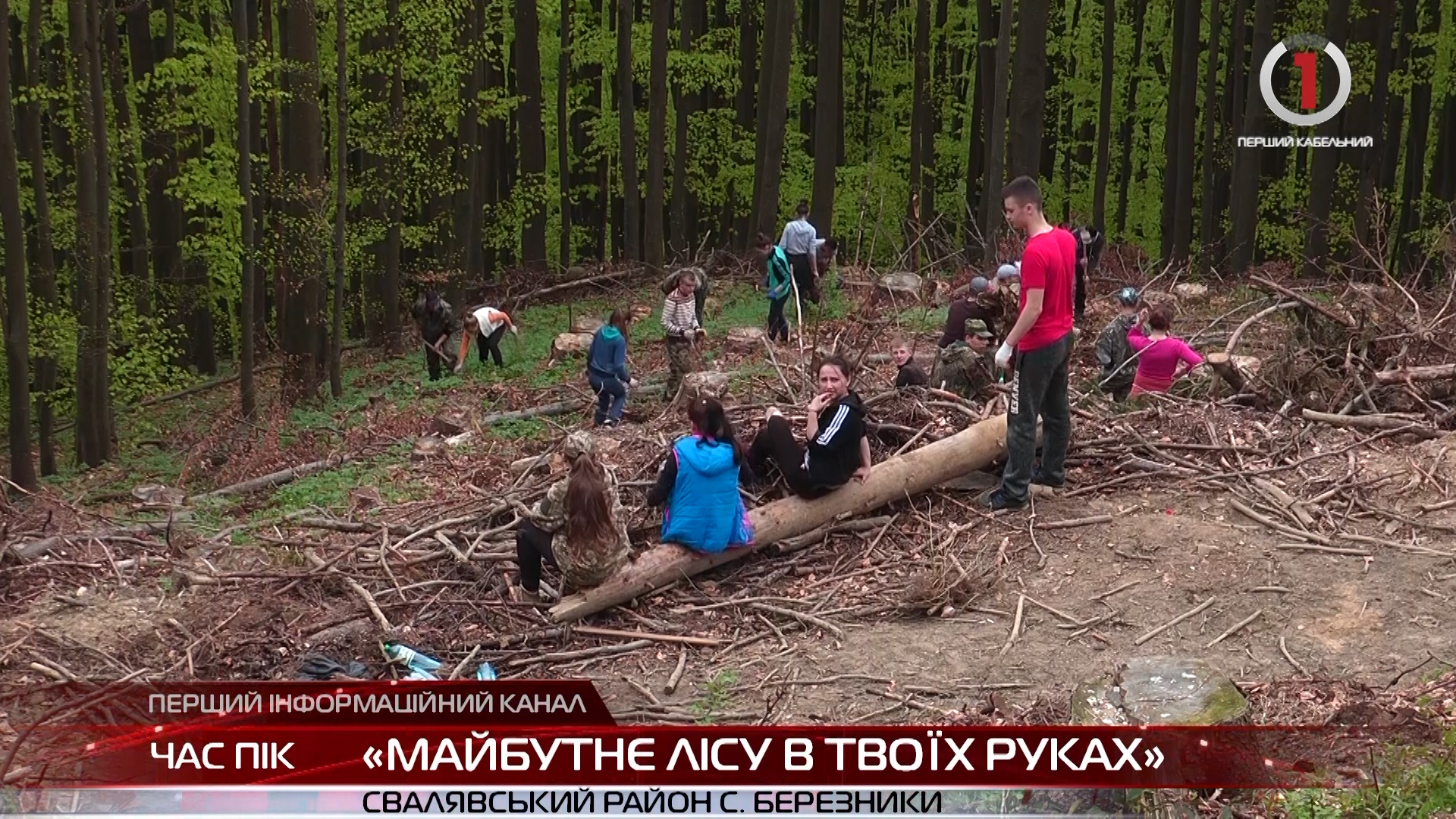 У підніжжя гори Стій на висоті 700 метрів над рівнем моря з'явився молодий ліс (ВІДЕО)