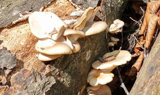 На Тячівщині вже з’явилися перші гриби (фото)