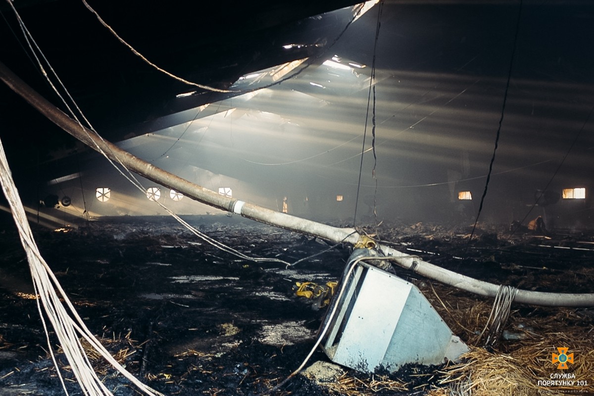 Тисяча курчат загинула в пожежі в Харківській області