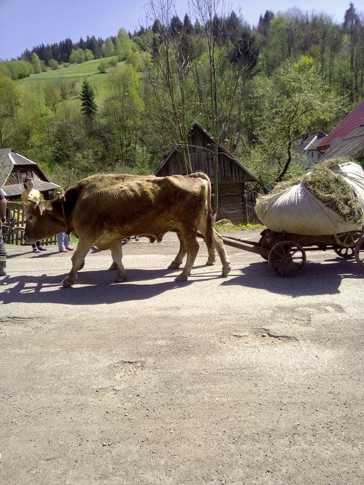 Актуальний транспорт на Закарпатті - соцмережі (фото)