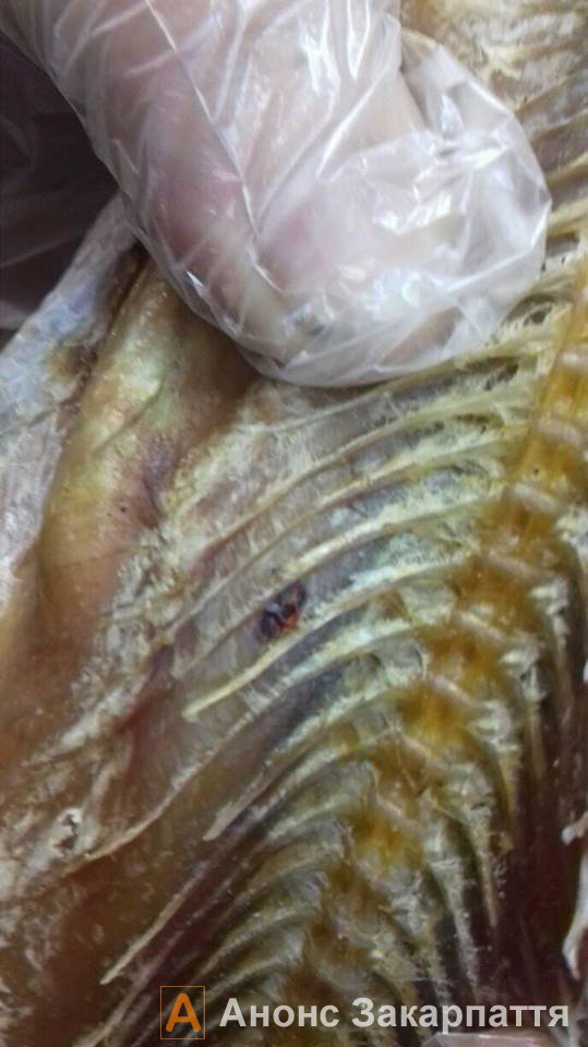 В ужгородському супермаркеті в рибі виявлено глисти (ФОТО)