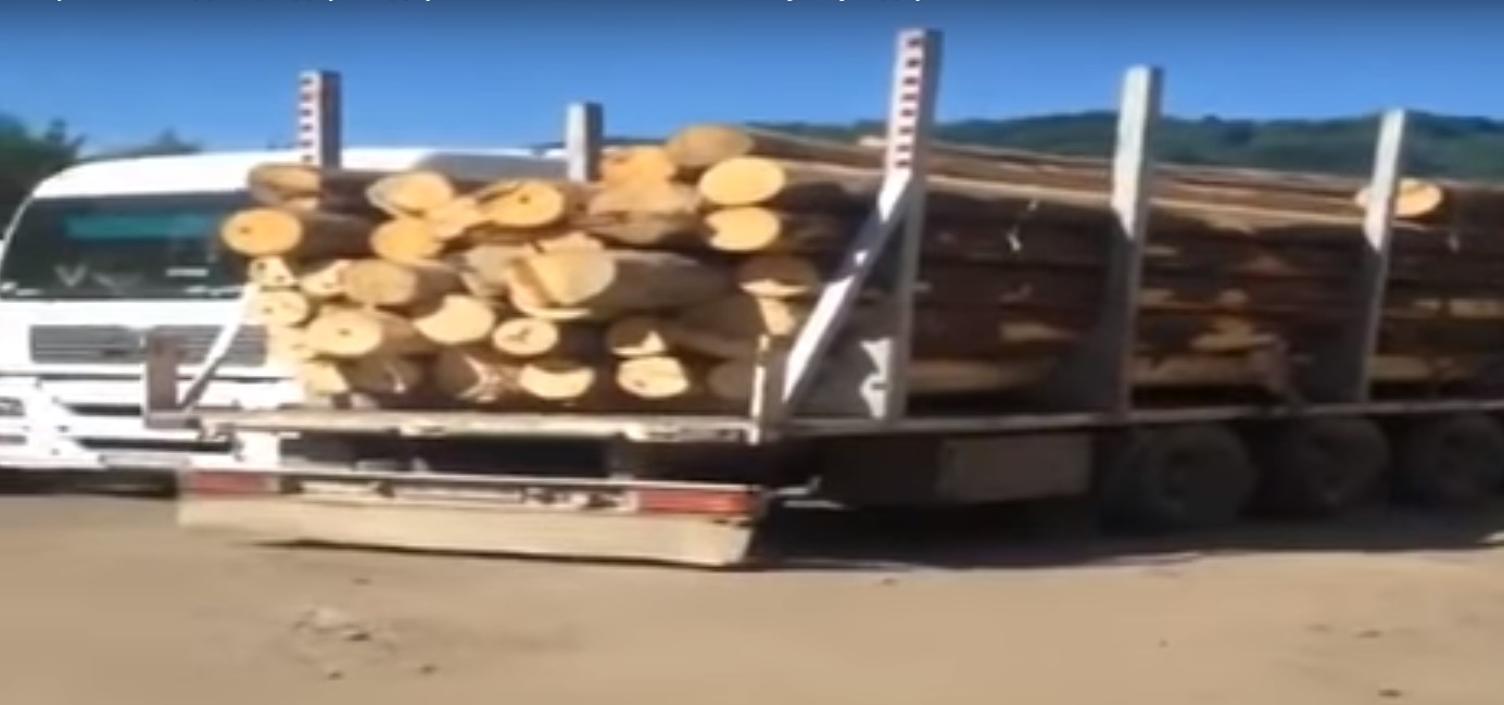 На Закарпатті СБУ викрила посадовців держпідприємства на нелегальному збуті деревини (відео)