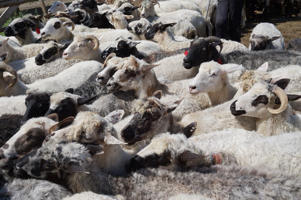 Для солотвинського фермера вівчарство – справа всього життя (ФОТО, ВІДЕО)