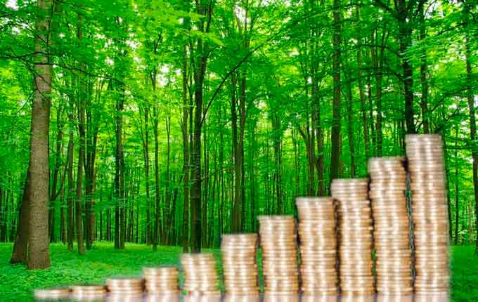 Понад 85 млн гривень податків сплатили лісівники Закарпаття за 3 місяці