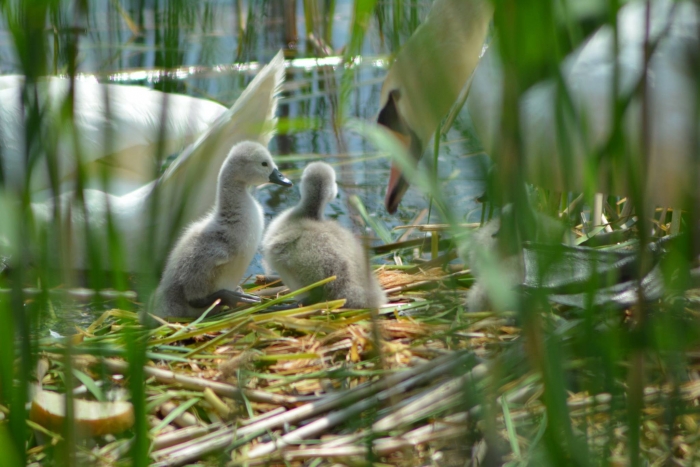 Фото дня: на озері Кірпічка в Ужгороді лебеді обзавелися пухнастим потомством