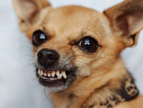 Науковці дізналися, кого найчастіше кусають собаки, і розповіли чому
