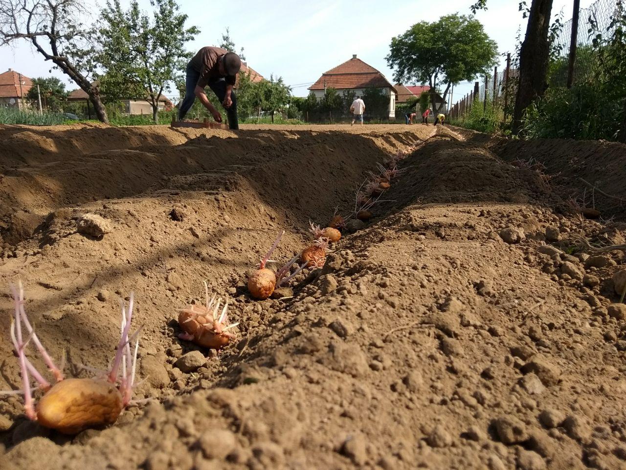 Сезон посадки картоплі стартував у селі Велика Добронь Ужгородського району (фото)