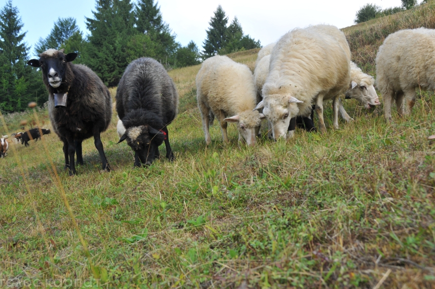 Міжгірщина запрошує на свято проводів вівчарів на полонину