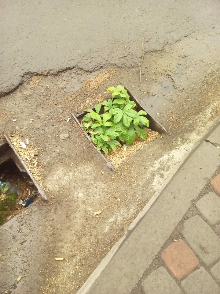 В Ужгороді знайшлось нове застосування для каналізаційних ям (ФОТО)
