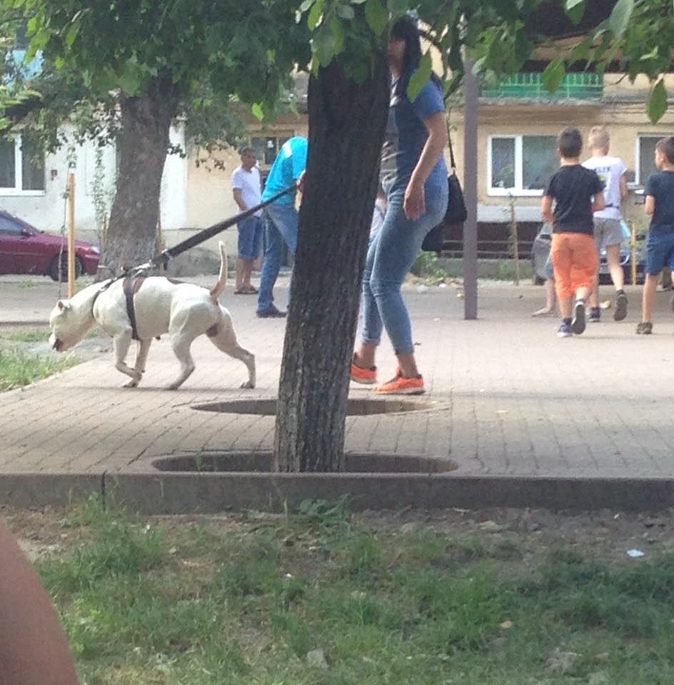 В Ужгороді по місту гуляють бійцівські пси без намордників (ФОТО)