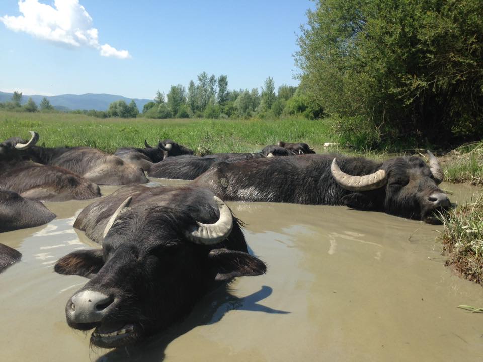 У мережі показали, як буйволи "приймають ванну" в горах Закарпаття (ФОТО, ВІДЕО)