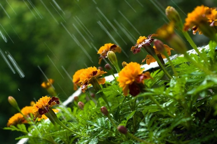 Прогноз погоди: 11 травня на Закарпатті буде хмарно, очікуються дощі та грози