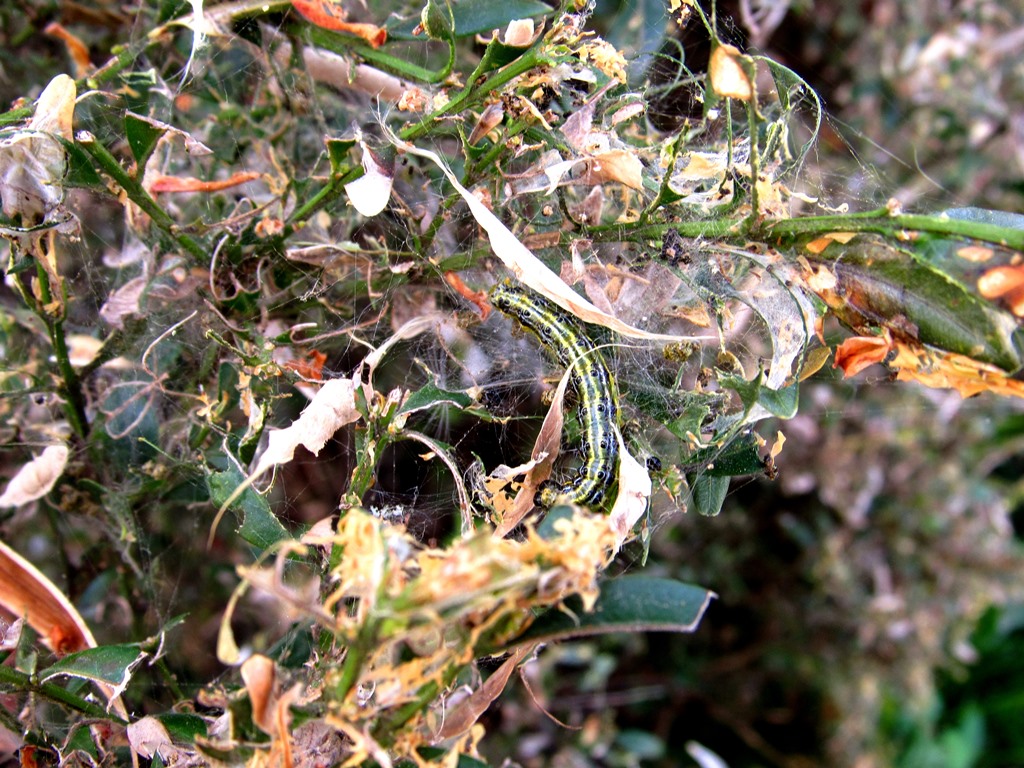 У Мукачеві ненажерлива гусінь Східного метелика доїдає вічнозелені насадження (ФОТО)