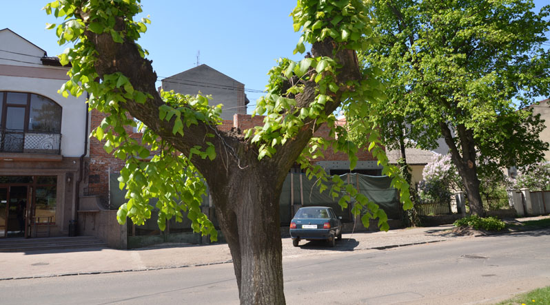 В Ужгороді ростуть дерева дивовижної форми (ФОТО)