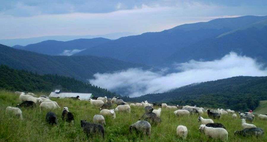 Тячівщина 5 травня відправить вівчарів на полонину