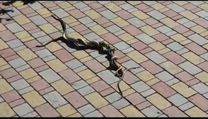 Танець змій у санаторії - соцмережі (ВІДЕО)