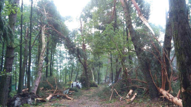 Стали відомі обсяги поваленого лісу на Свалявщині