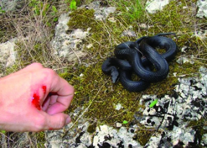 На Закарпатті 23-річну дівчину вкусила змія